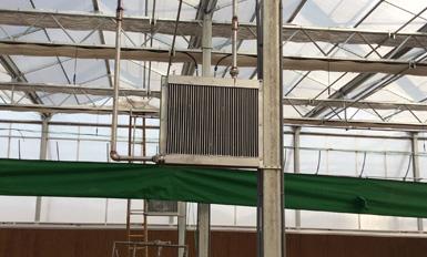 大棚TIKTOK黄版APP