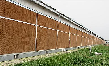 湿帘TIKTOK黄版APP